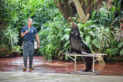 Uno spettacolo con otaria al Singapore Zoo. Una simpatica otaria si esibisce per il pubblico allo zoo di Singapore - © saiko3p / Shutterstock.com 