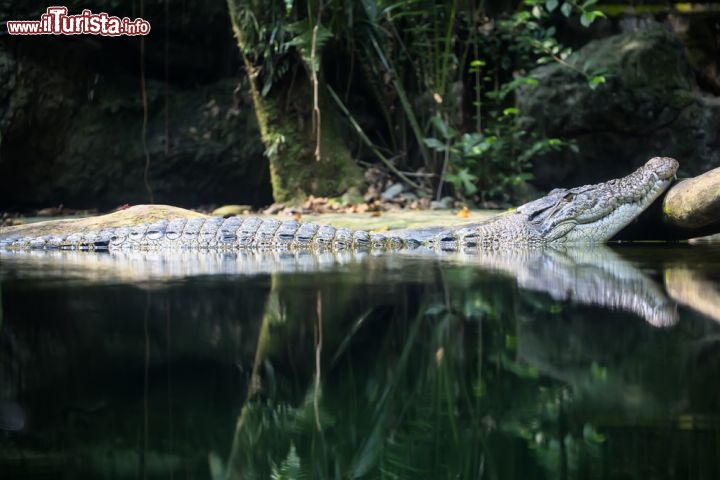 Immagine Un coccodrillo allo Zoo di Singapore. Fra gli incontri ravvicinati con gli ospiti del parco zoologico di Singapore non mancano neppure quelli con i coccodrilli che qui vivono nella foresta pluviale assieme ad altre specie - © Vladislav T. Jirousek / Shutterstock.com