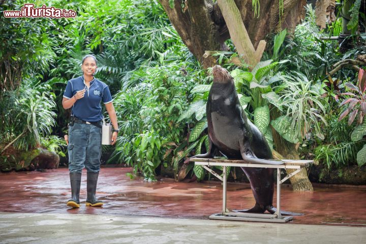 Immagine Uno spettacolo con otaria al Singapore Zoo. Una simpatica otaria si esibisce per il pubblico allo zoo di Singapore - © saiko3p / Shutterstock.com