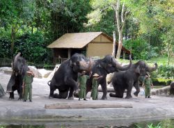 Show di elefanti al Singapore Zoo. Fra gli intrattenimenti a cui si può assistere al parco zoologico della città c'è anche quello con gli elefanti qui fotografati con ...