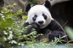 Un esemplare di panda gigante si nutre di germogli di bambù. Questi simpatici animali si possono ammirare al River Safari dove l'area recintata Giant Panda Forest ospita non solo ...