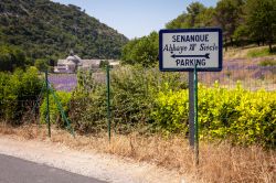 Arrivare all'Abbazia di Senaque: un comodo parcheggio si trova all'esterno del complesso monastico e da li si raggiunge la chiesa attraverso gli spettacolari campi di lavanda, che fiorisce ...