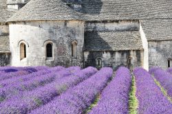 Un particolare del monastero di Senanque e la lavanda in fiore a Gordes, in Francia - © nixki / Shutterstock.com