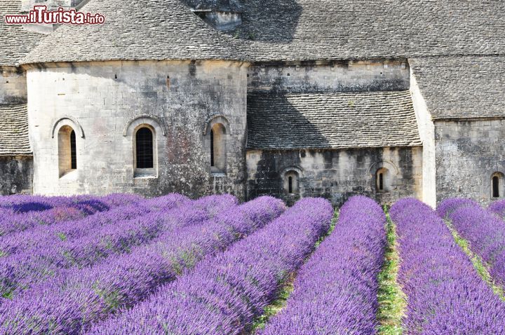 Immagine Un particolare del monastero di Senanque e la lavanda in fiore a Gordes, in Francia - © nixki / Shutterstock.com