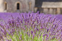 Un particolare della lavanda che circonda il complesso della Abbazia di Senanque in Provenza - © Dar1930 / Shutterstock.com