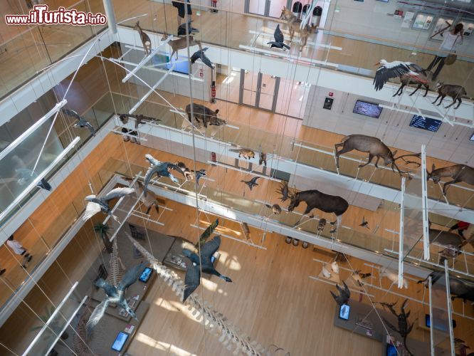 Immagine Alcuni dei vari tipi animali esposti al MUSE di Trento - © pio3 / Shutterstock.com
