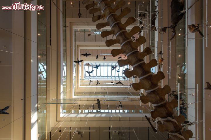 Immagine I vari piani della struttura che ospita il museo delle Scienze di Trento, il MUSE - © pio3 / Shutterstock.com