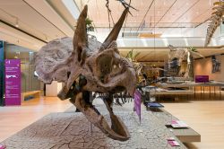 Un Triceratopo un dinosauro al Muse di Trento - © pio3 / Shutterstock.com