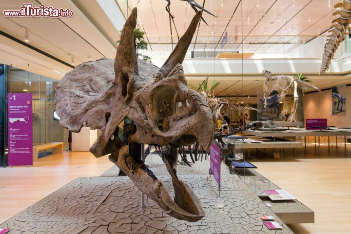 Immagine Un Triceratopo un dinosauro al Muse di Trento - © pio3 / Shutterstock.com