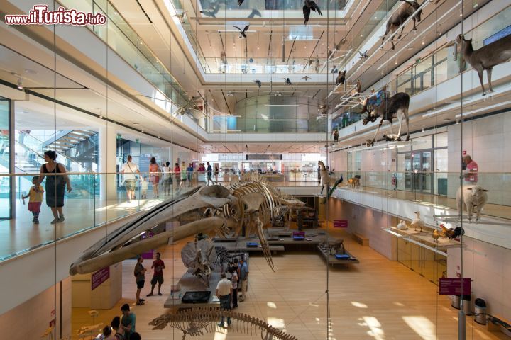 Immagine Uno scheletro di un mammifero marino esposto all'interno del MUSE di Trento - © pio3 / Shutterstock.com