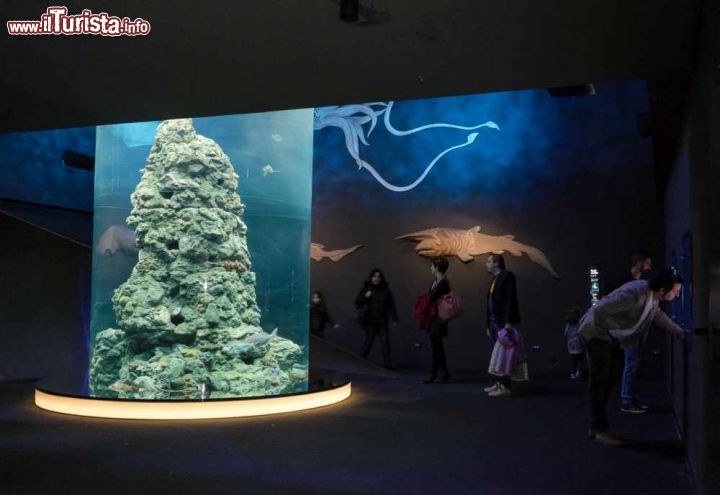 Immagine La visita alla Grotta della Murene, una delle attrazioni dell'Acquario di Genova  - © acquariodigenova.it
