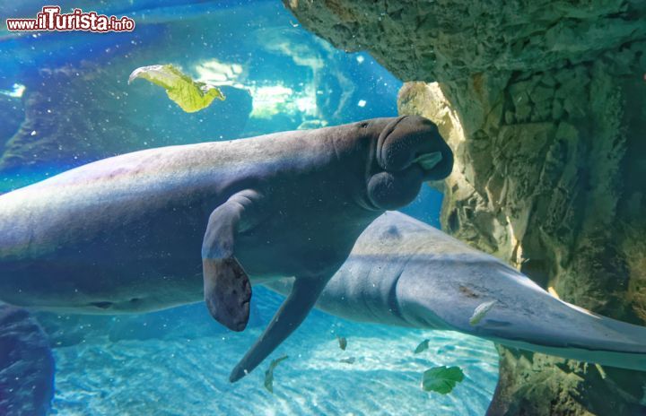 Immagine Una coppia di lamantini all'Acquario di Genova - © Heiti Paves / Shutterstock.com