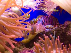 Coralli e pesci pagliacco all'acquario di Genova - © slalomgigante / Shutterstock.com