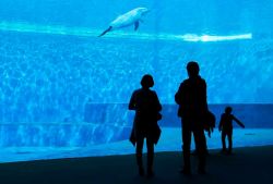 Una Famiglia in visita alla vasca dei delfini presso 'Acquario di Genova - © acquariodigenova.it