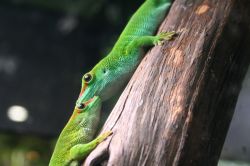 Gechi in una teca esposta all'acquario di Genova - © Morozova Oxana / Shutterstock.com