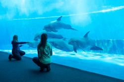 La vasca dei delfini, con i cetacei che interagiscono con i turisti durante il loro percorso di visita all'Acquario di Genova - © acquariodigenova.it