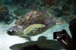 Una tartaruga di mare nell'Acquario di Genova - © Vladimir Wrangel / Shutterstock.com 