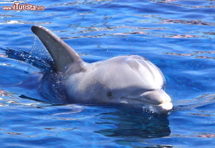 Immagine Un delfino all'Acquario di Genova in Liguria - © Gervasio S. _ Eureka_89 / Shutterstock.com