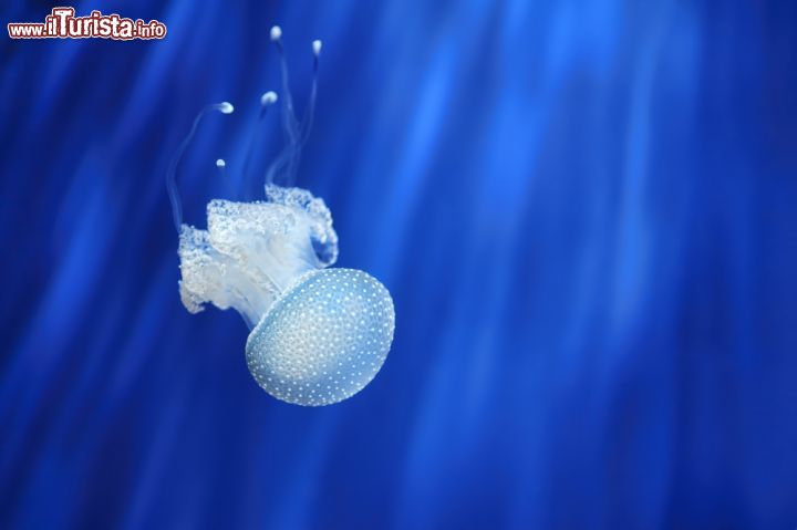 Immagine Una medusa nuota in una delle vasche dell'Acquario di Genova - © Rostislav Glinsky / Shutterstock.com