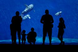Famiglia in visita all'Aquario di Genova - © Gervasio S. _ Eureka_89 / Shutterstock.com