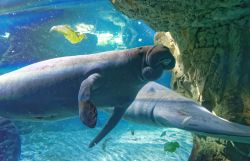 Una coppia di lamantini all'Acquario di Genova - © Heiti Paves / Shutterstock.com