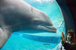 Una bambina incontra un delfino presso una delle vasche dell'Acquario di Genova - © Andrea Izzotti / Shutterstock.com 