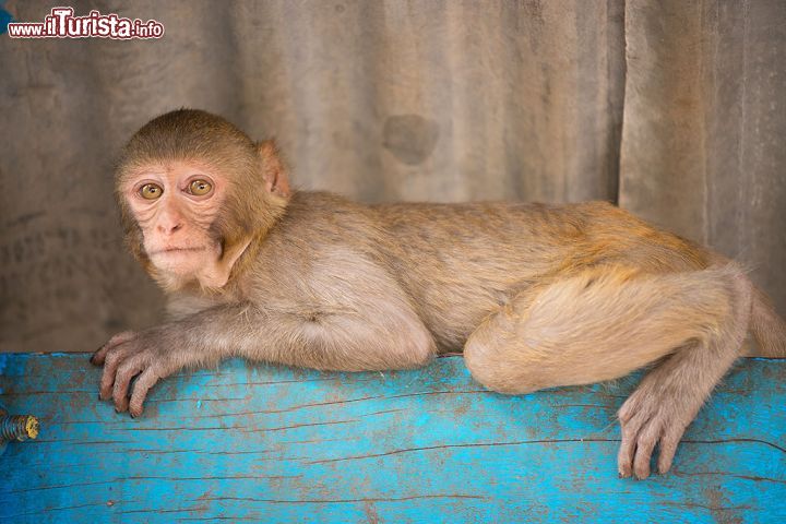 Immagine Macaco in posa al Monastero di Monte Popa - © Roberto Cornacchia / www.robertocornacchia.com