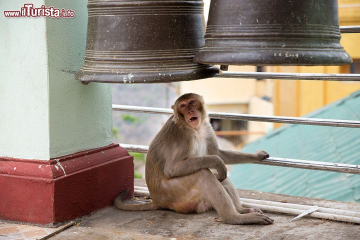 Immagine Macaco sotto delle campane buddhiste nel Monastero Monte Popa - © Roberto Cornacchia / www.robertocornacchia.com