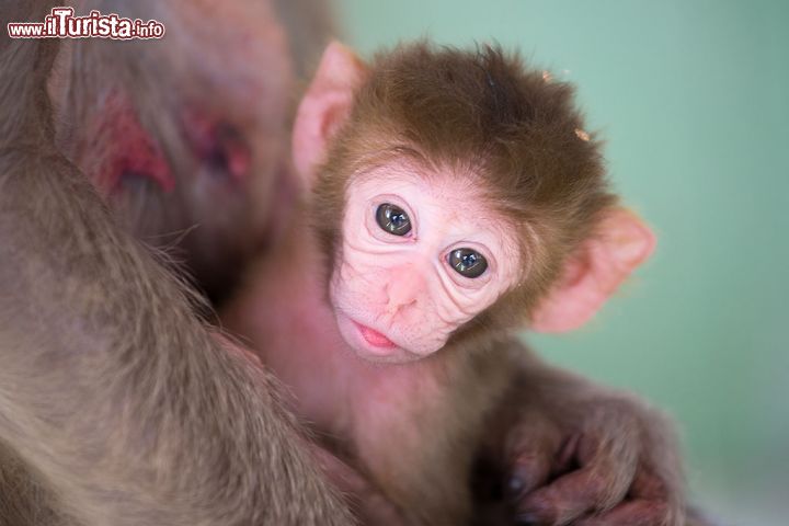 Immagine Piccolo macaco tra le braccia materne Monastero Monte Popa - © Roberto Cornacchia / www.robertocornacchia.com