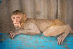 Macaco in posa al Monastero di Monte Popa - © Roberto Cornacchia / www.robertocornacchia.com