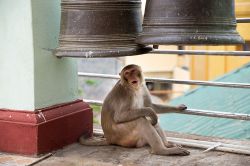 Macaco sotto delle campane buddhiste nel Monastero Monte Popa - © Roberto Cornacchia / www.robertocornacchia.com