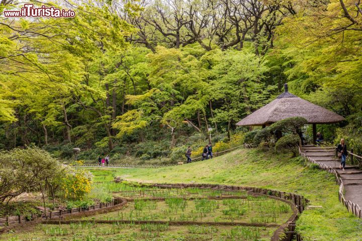 Immagine I Giardini Gyoen dove ammirare la fioritura degli Iris al santuario Meiji Shrine a Tokyo - © Guillermo Olaizola / Shutterstock.com