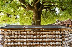 Le preghiere dei fedeli nel giardino del Tempio di Meiji Jingu a Tokyo - © iamzereus / Shutterstock.com 