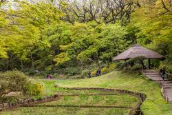 I Giardini Gyoen dove ammirare la fioritura degli Iris al santuario Meiji Shrine a Tokyo - © Guillermo Olaizola / Shutterstock.com 