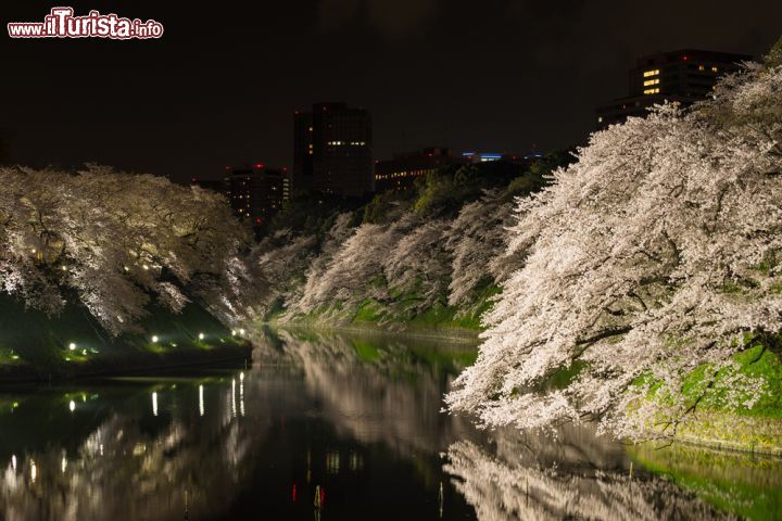 Immagine Una fotografia notturna dei giardini imperiali di tokyo, ripresi durante il "cherry blossom" la spettacolare fioritura dei ciliegi in primavera