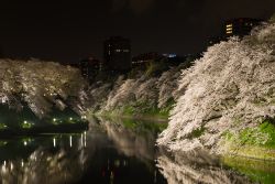Una fotografia notturna dei giardini imperiali di tokyo, ripresi durante il "cherry blossom" la spettacolare fioritura dei ciliegi in primavera