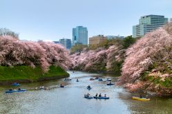Tour in barca attraverso il Parco di Kitanomaru parte dei giardini imperiali di Tokyo durante la fioritura dei ciliegi