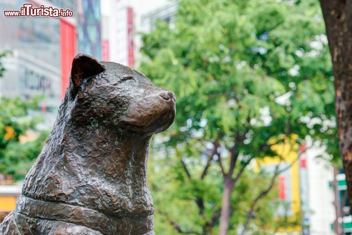 Immagine La statua di Hachiko il fedele cane che dopo la morte improvvisa del suo padrone, continuò ogni giorno, per nove anni, ad attenderlo, invano, alla stazione in cui l'uomo prendeva il treno per recarsi al lavoro. Uno dei simboli del quartiere di Shibuya a Tokyo - © beibaoke / Shutterstock.com