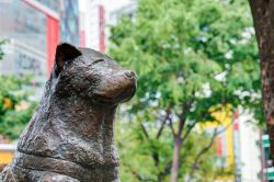 La statua di Hachiko il fedele cane che dopo la morte improvvisa del suo padrone, continuò ogni giorno, per nove anni, ad attenderlo, invano, alla stazione in cui l'uomo prendeva ...