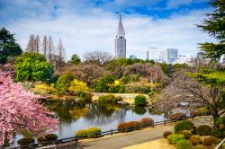 Il Shinjuku Gyoen Park si trova compreso tra i quartieri di Shibuya e Shinjuku a Tokyo