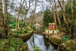 Uno scorcio fotografico del parco del Palacio Nacional da Pena a Sintra, Portogallo. Da non perdere una visita a questo immenso giardino che ospita sequoie giganti, fontane, piante esotiche, ...