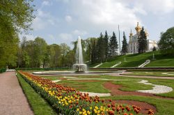 Veduta dei percorsi e delle fontane nel parco inferiore di Peterhof, San Pietroburgo, Russia.
Questo grande giardino alla francese, dove prevale la zona boschiva, ospita monumenti e sculture ...