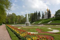 Veduta dei percorsi e delle fontane nel parco inferiore di Peterhof, San Pietroburgo, Russia.
Questo grande giardino alla francese, dove prevale la zona boschiva, ospita monumenti e sculture ...