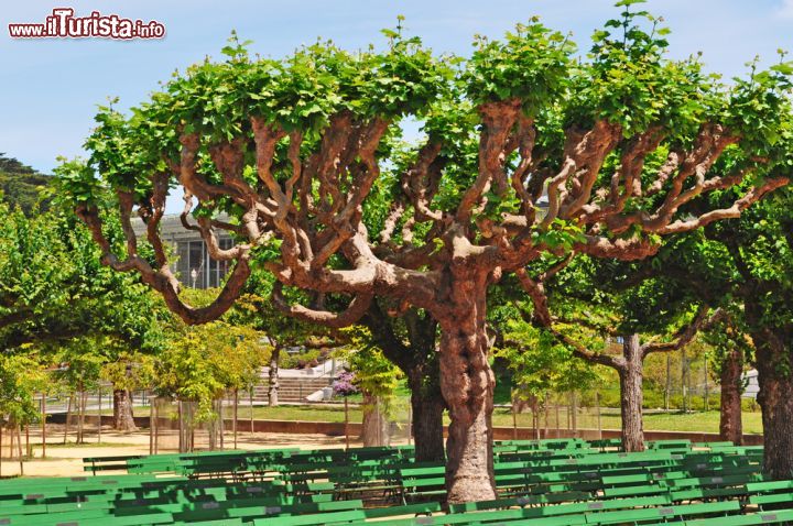 Immagine Alberi nel cortile del Music Concourse del Golden Gate Park a San Francisco