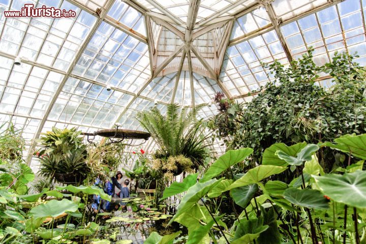 Immagine Interno dei giardini del San Francisco Conservatory of Flowers. Siamo nel Golfen Gate Park in California.