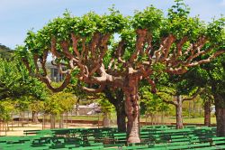 Alberi nel cortile del Music Concourse del Golden Gate Park a San Francisco