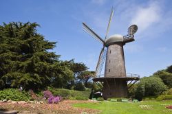 Il Dutch Windmill di San Francisco, California: datato 1903 il mulino a vento è circondato dai giardini di tulipani di Queen Wilhelmina. Si trova all'interno del Golden gate Park ...