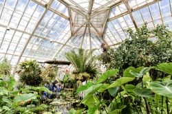 Interno dei giardini del San Francisco Conservatory of Flowers. Siamo nel Golfen Gate Park in California.