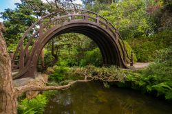 Moon bridge il ponte in legno nel giardino da the giapponese al Golden Gate Park a San Francisco, California.
 - © TaraPatta / Shutterstock.com