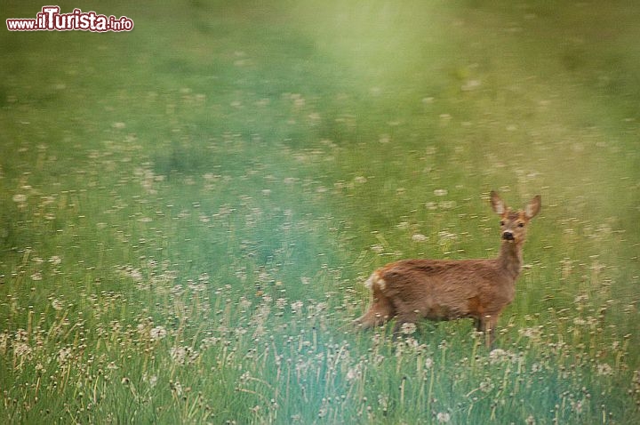 Capriolo fotografatto dalla strada (in corsa) verso Holasovice